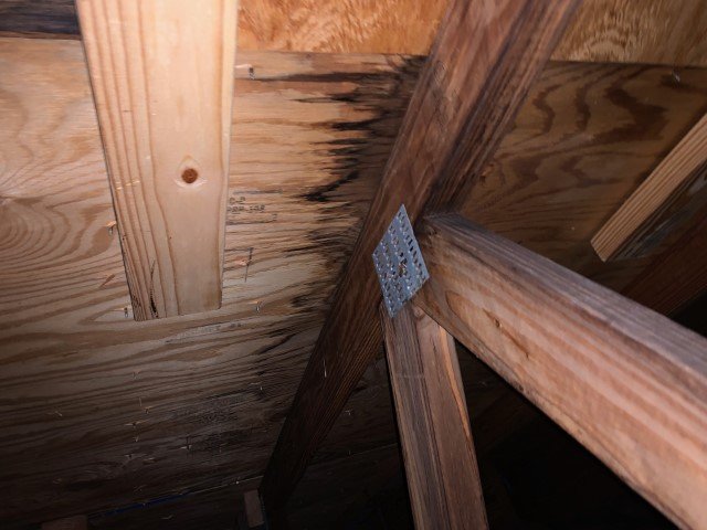 Mold On Roof Trusses Lookmold