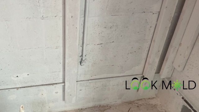 basement mold