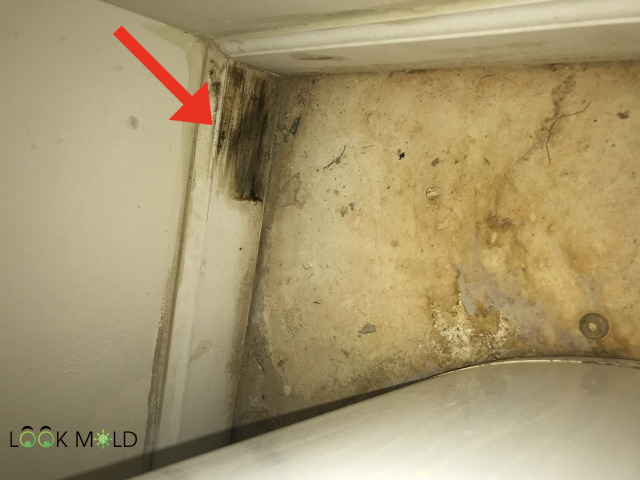 Mold on baseboard 2