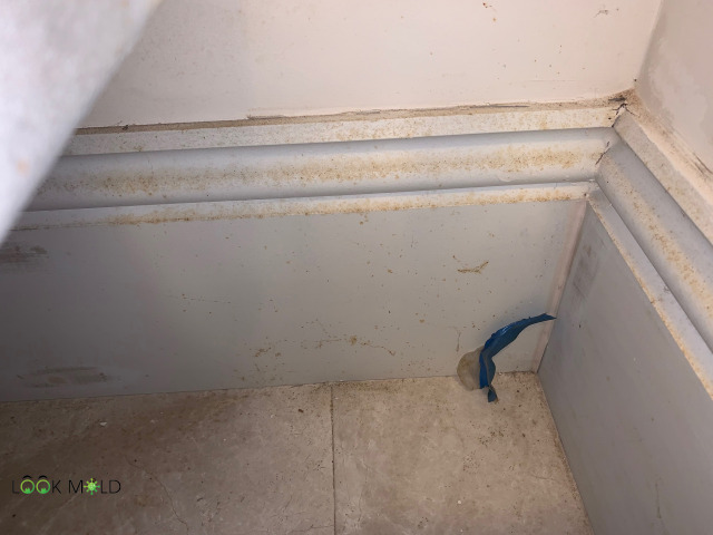 Surface mold on baseboard