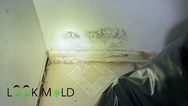 Mold Growing drywall
