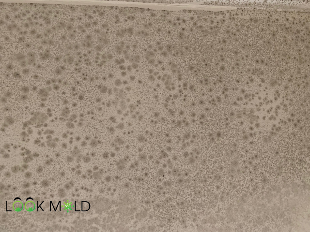 Mold on walls