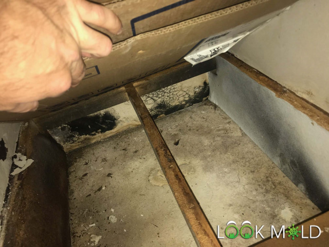 Black Mold Under Vanity