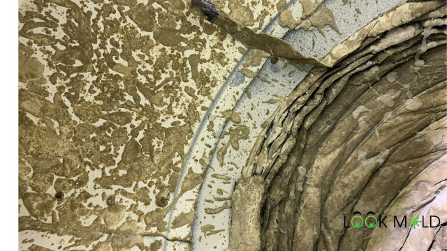 Mold In HVAC Ducts