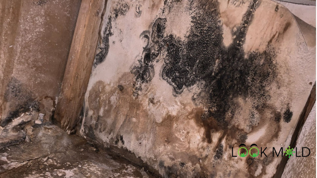 Mold Underneath Plenum