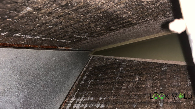 Mold on HVAC Coils