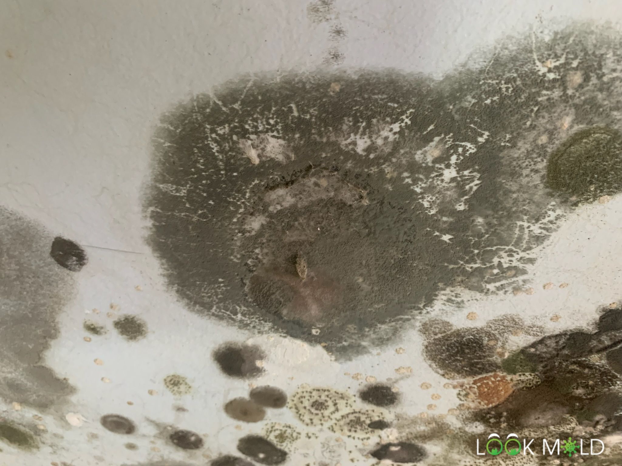 Green mold growing on a wall