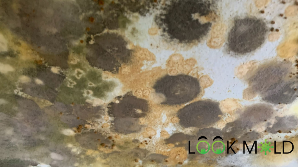 Orange Mold In Basement
