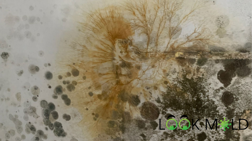 Large orange mold growth