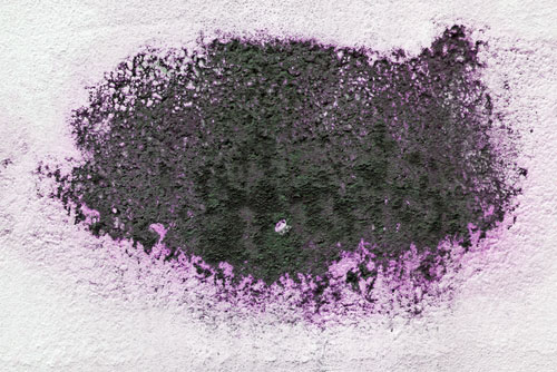 Purple Mold