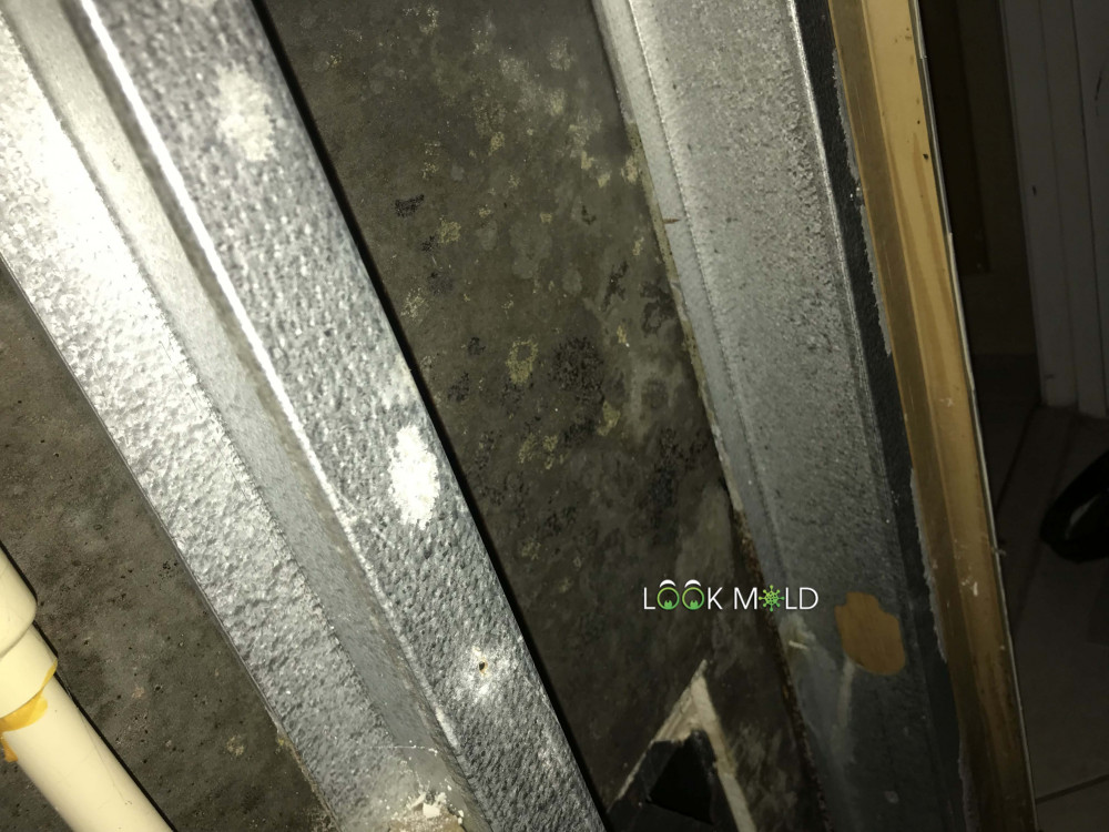 White mold inside wall framing
