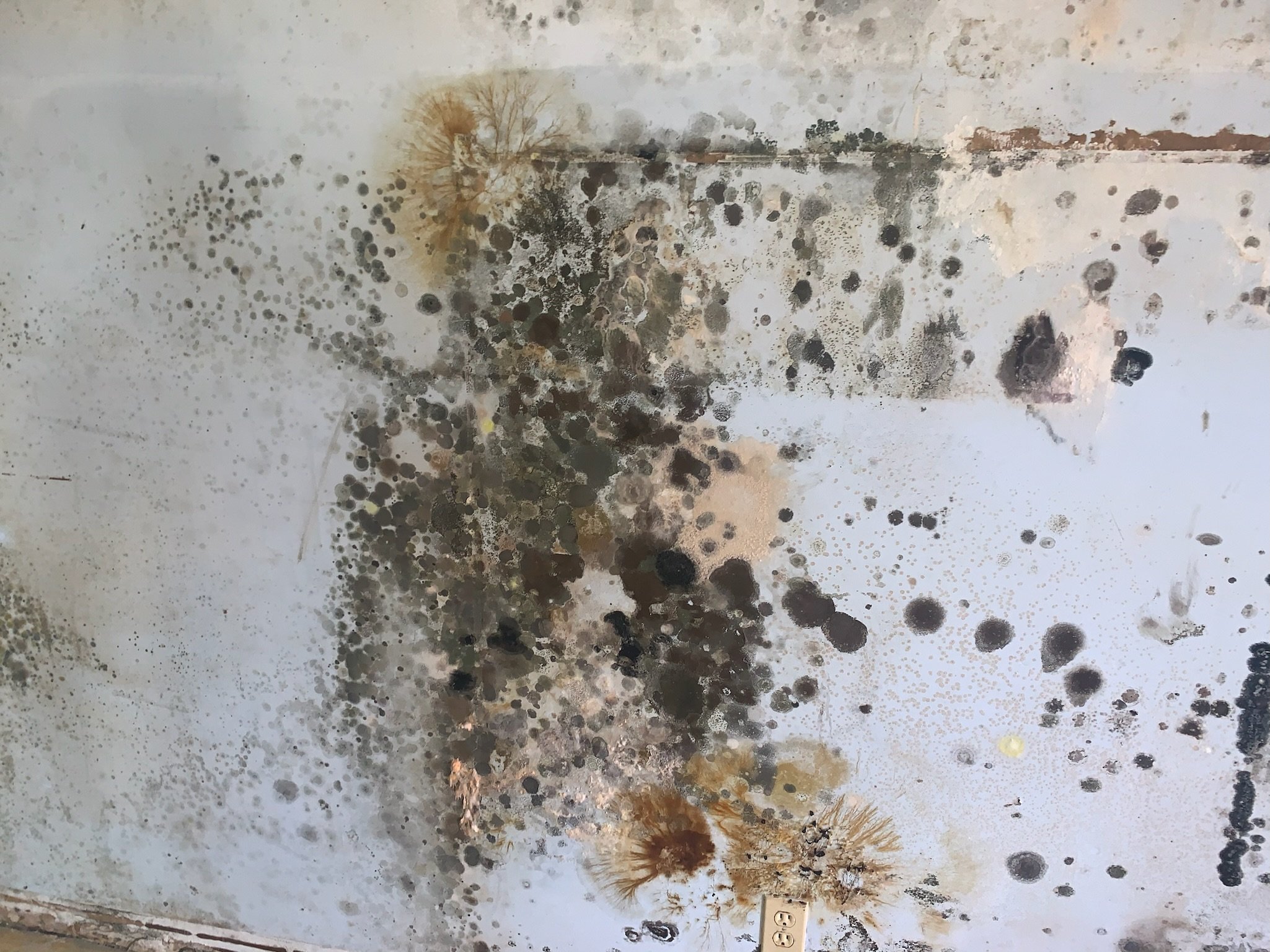 black-mold-mushrooms-are-they-dangerous-lookmold