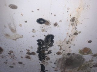 Mold on common building materials