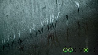 Mold on windows Mold on windows