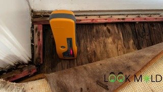 Moldy subfloor revealed after removal Subfloor with mold growth revealed