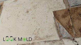Mold Growing drywall