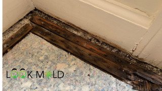 Carpet padding and tack strip mold Mold under carpet and tack strip