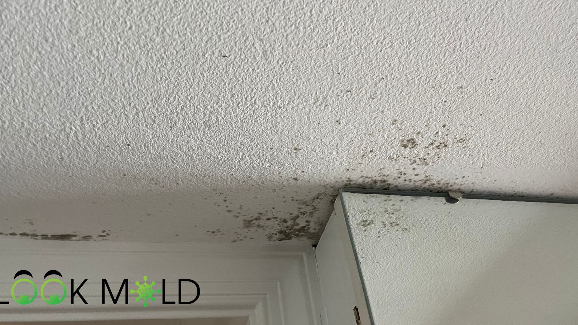 Can You Paint Over Mold on Drywall Lookmold