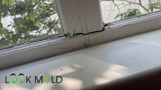 Black mold ate through wooden window frame