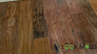 Flooring types and mold risk Different flooring types that can be affected by mold