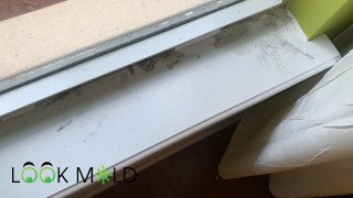 Mold growth on window sill Mold growth on window sill