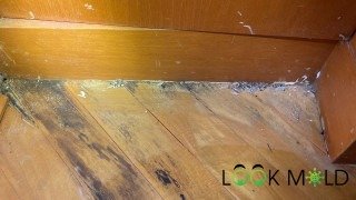 Visible mold growth on floorboards Visible mold growing on wood flooring