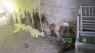 basement mold