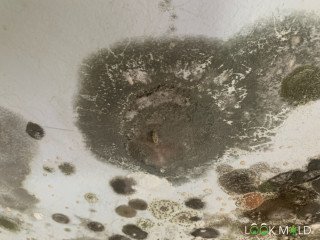 black-and-green-mold-spots-on-wall-lookmold