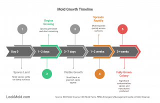 Black-Mold-Growth-Timeline