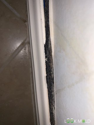black-mold-in-corner-of-room-lookmold