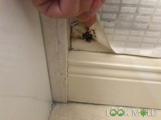 Black Mold Next to Shower
