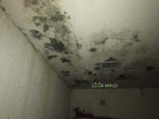 Black-Mold-On-Ceilings Black-Mold-On-Ceilings