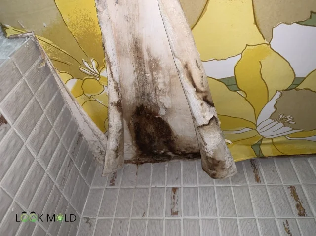 Black-mold-on-the-shower-ceiling