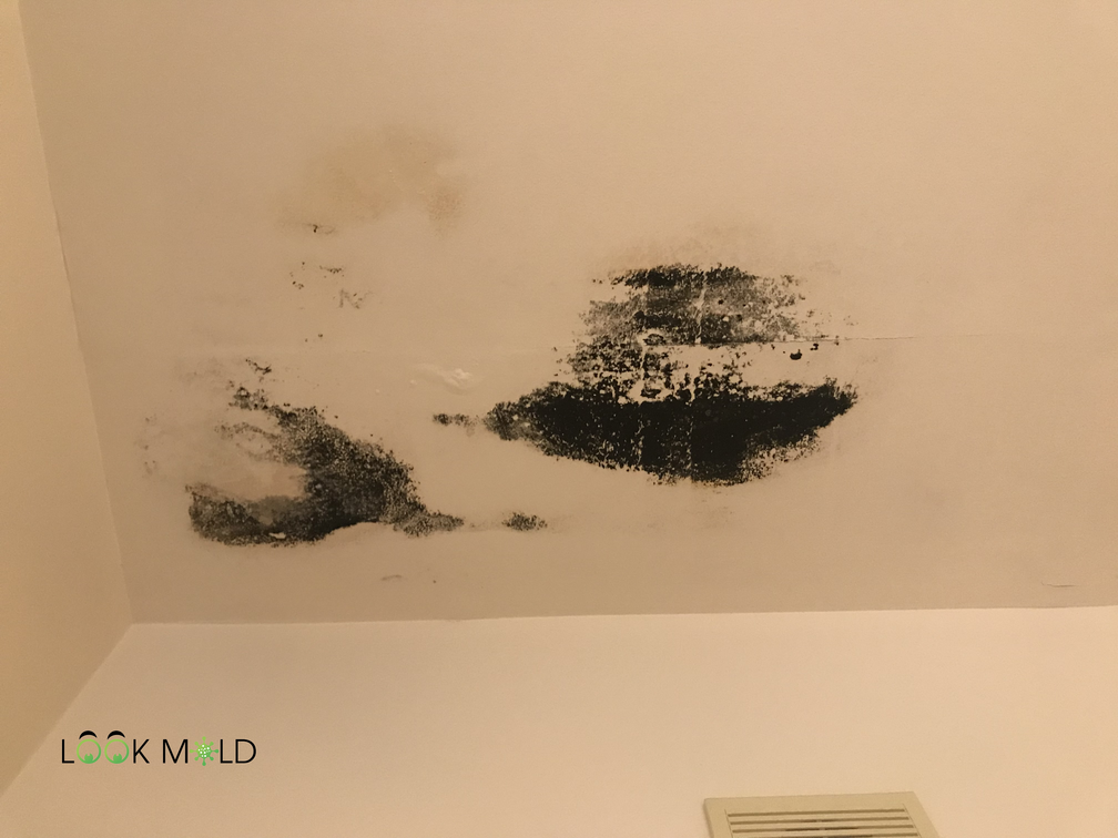 Black Mold on Ceiling