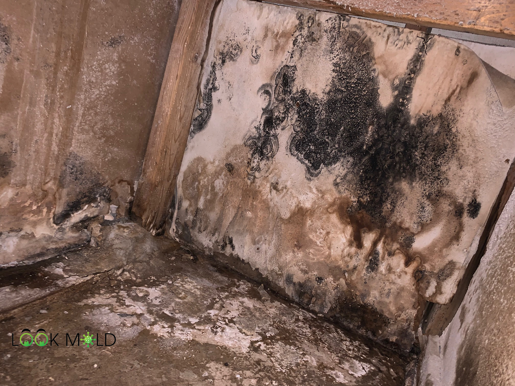 Black Mold on Dry Wall