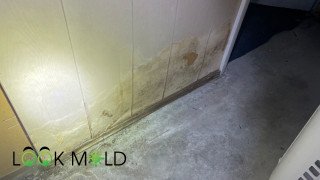 Basement mold