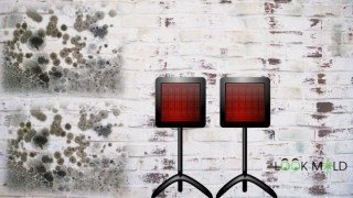 Does-Heat-Kill-Mold Does-Heat-Kill-Mold