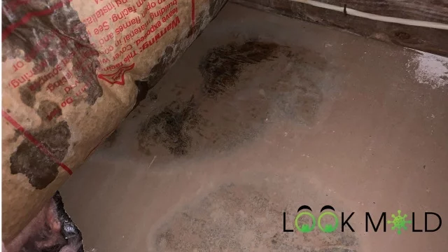 What Happens If You Smell Mold Directly?
