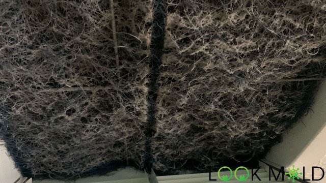 Mold on Air Filter Mold-on-Air-Filter