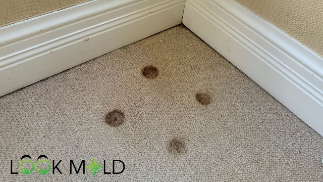 Mold-on-Carpet