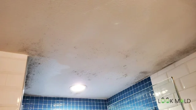 Mold-On-The-Shower-Ceiling