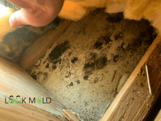 Mold in attic