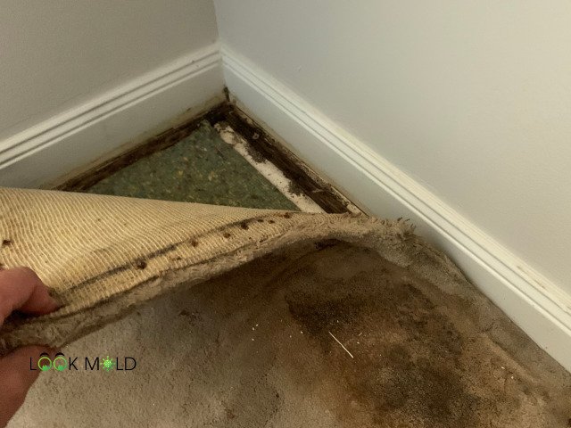 Mold On Carpet How To Remove And Clean Lookmold