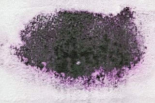 Purple Mold Purple Mold