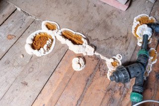 Red Mold Growing On Building Material