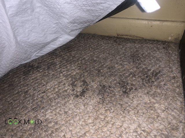 What Does Mold In A Carpet Look Like