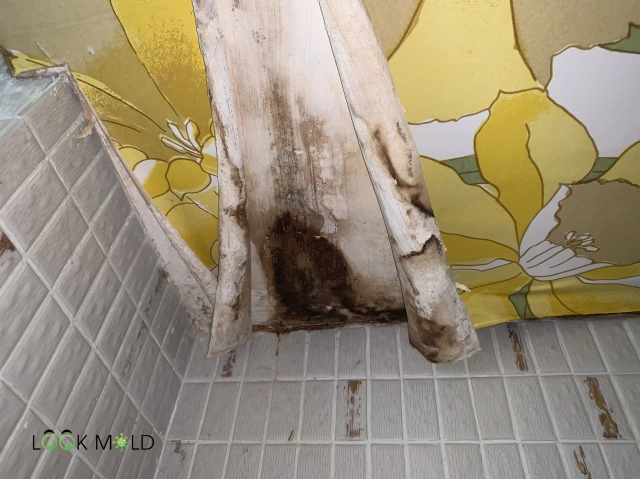 Black-mold-on-the-shower-ceiling