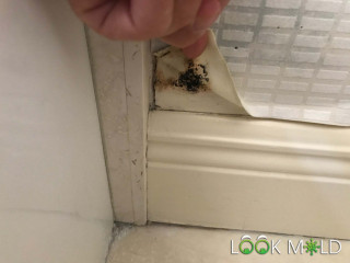 Black Mold Next to Shower