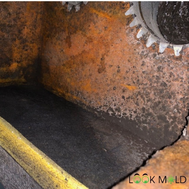 Mold-Inside-Ductwork