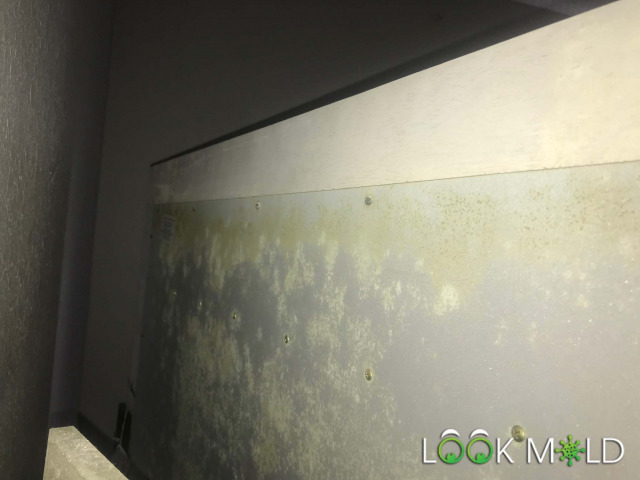 White-Mold-on-Walls